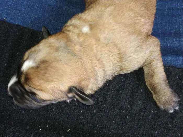 Cachorro ra a Vira lata idade Abaixo de 2 meses nome Sem nome