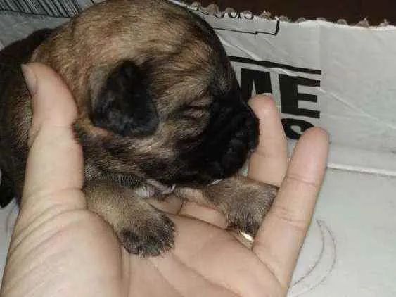 Cachorro ra a Vira lata idade Abaixo de 2 meses nome Sem nome