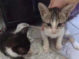 Gato raça  idade 2 a 6 meses nome Sem nome