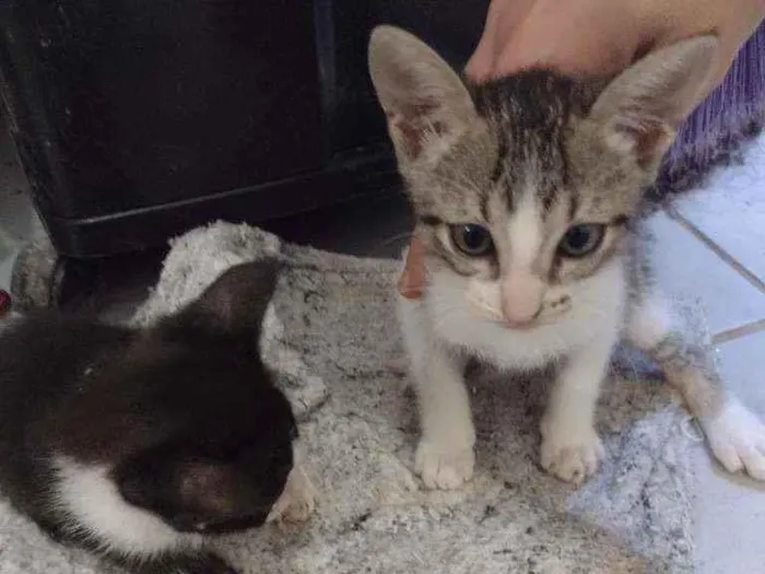 Gato ra a  idade 2 a 6 meses nome Sem nome