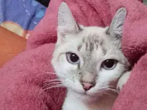 Gato raça Vira  lata idade 2 a 6 meses nome Lindinha 