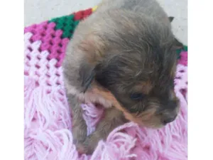 Cachorro raça Vira  lata   idade Abaixo de 2 meses nome Curts