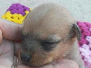 Cachorro raça Vira lata idade Abaixo de 2 meses nome Vida