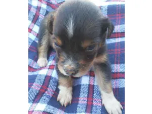 Cachorro raça Vira  lata idade Abaixo de 2 meses nome Rock