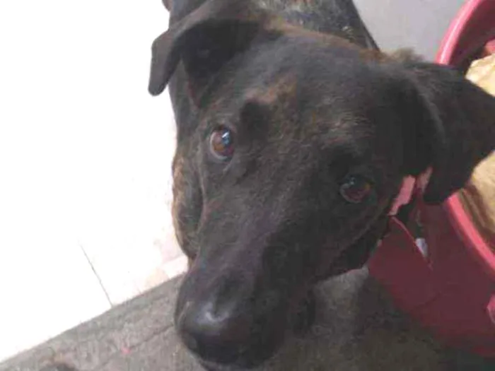 Cachorro raça Vira lata idade 4 anos nome Hera