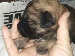 Cachorro raça Vira lata idade Abaixo de 2 meses nome Sem nome