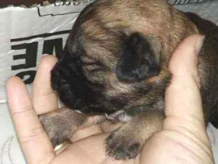 Cachorro ra a Vira lata idade Abaixo de 2 meses nome Sem nome