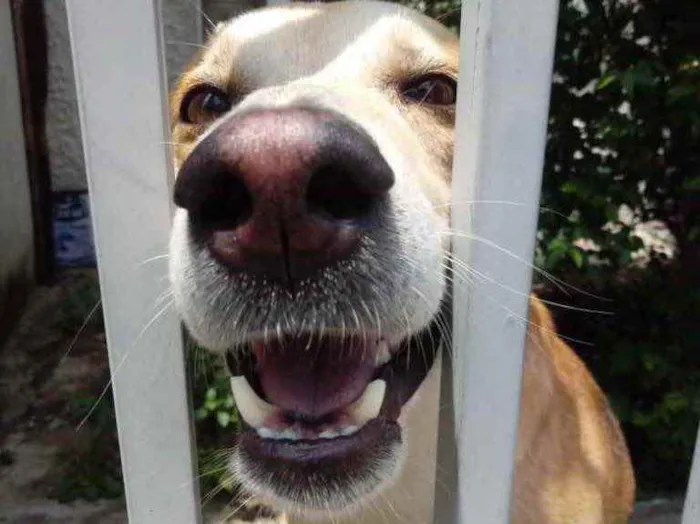 Cachorro raça Srd idade 1 ano nome Trovão um fofo 