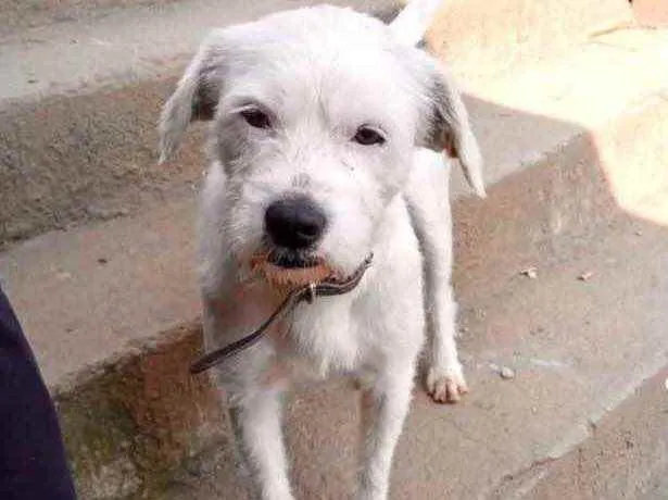 Cachorro raça Srd idade 7 a 11 meses nome Neve muito bonzinho 