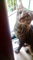 Miumiu uma linda !