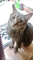 Miumiu uma linda !