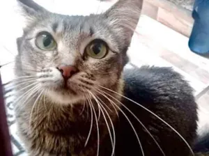Gato raça Srd idade 1 ano nome Miumiu uma linda ! 