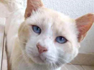 Gato raça Srd idade 1 ano nome Bianco 