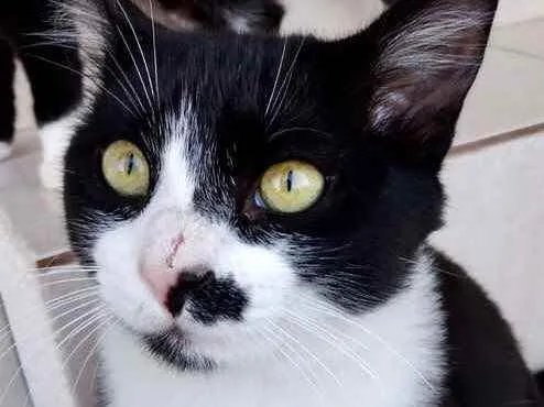 Gato raça Srd idade 7 a 11 meses nome Sushi lindo 