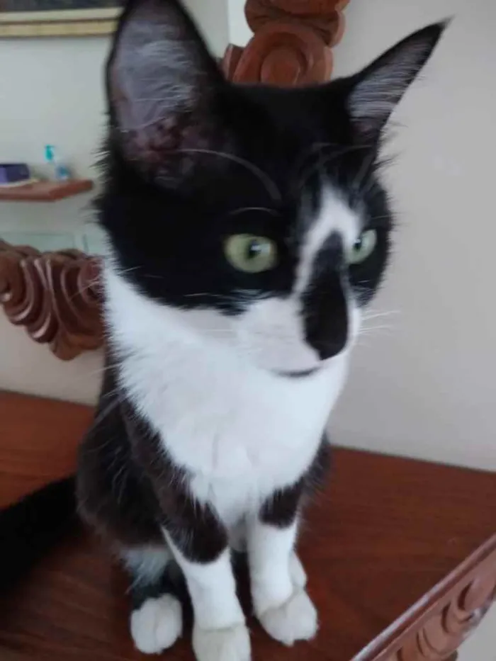 Gato raça Srd idade 7 a 11 meses nome Lua lindíssima 