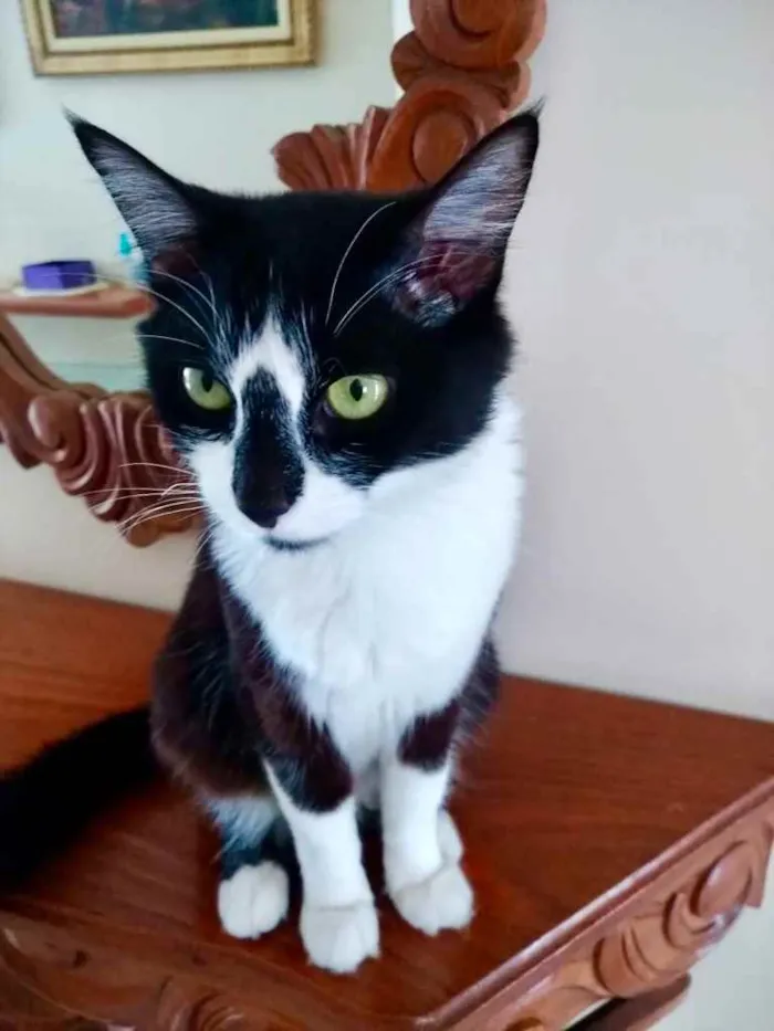 Gato raça Srd idade 7 a 11 meses nome Lua lindíssima 