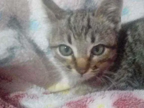 Gato raça Nao sei idade 2 a 6 meses nome Emma