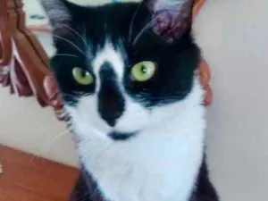 Gato raça Srd idade 7 a 11 meses nome Lua lindíssima 