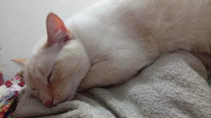 Gato raça Srd idade 1 ano nome Pepe lindo !