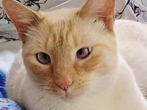 Gato raça Srd idade 1 ano nome Pepe lindo !