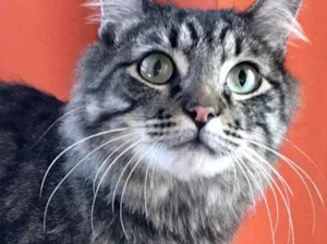 Gato raça Srd idade 1 ano nome Haruki peludinho 