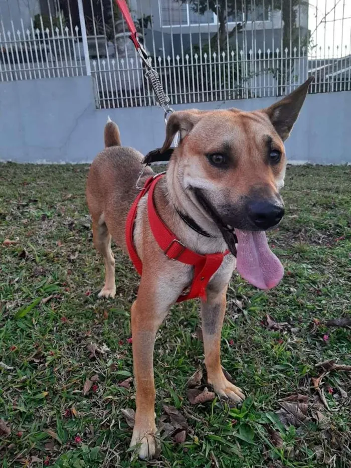 Cachorro ra a SRD idade 1 ano nome John Lennon