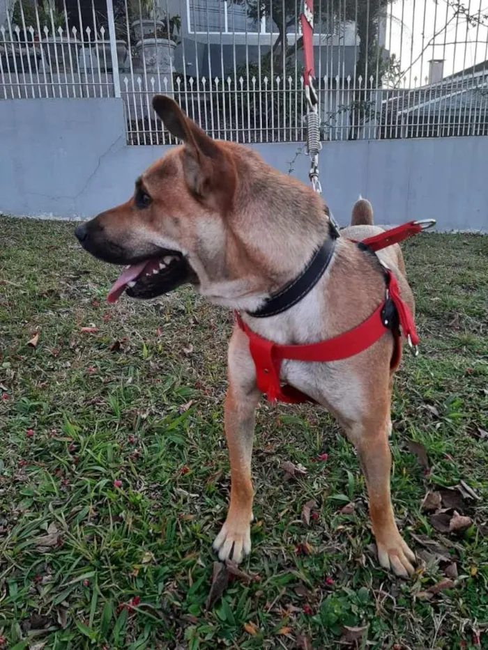 Cachorro ra a SRD idade 1 ano nome John Lennon