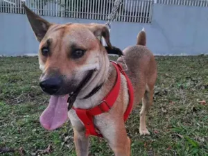 Cachorro raça SRD idade 1 ano nome John Lennon