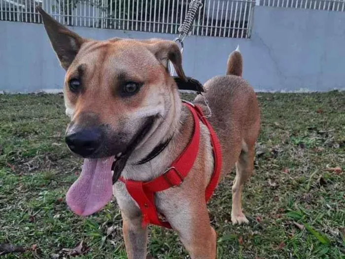 Cachorro ra a SRD idade 1 ano nome John Lennon
