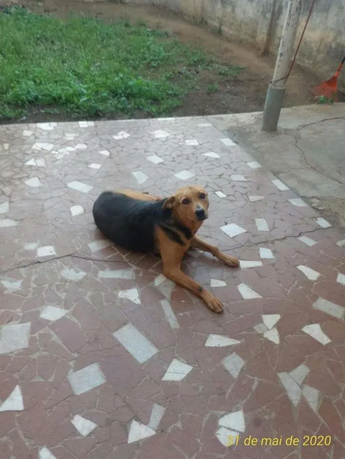 Cachorro ra a SRD-ViraLata idade 6 ou mais anos nome Mel