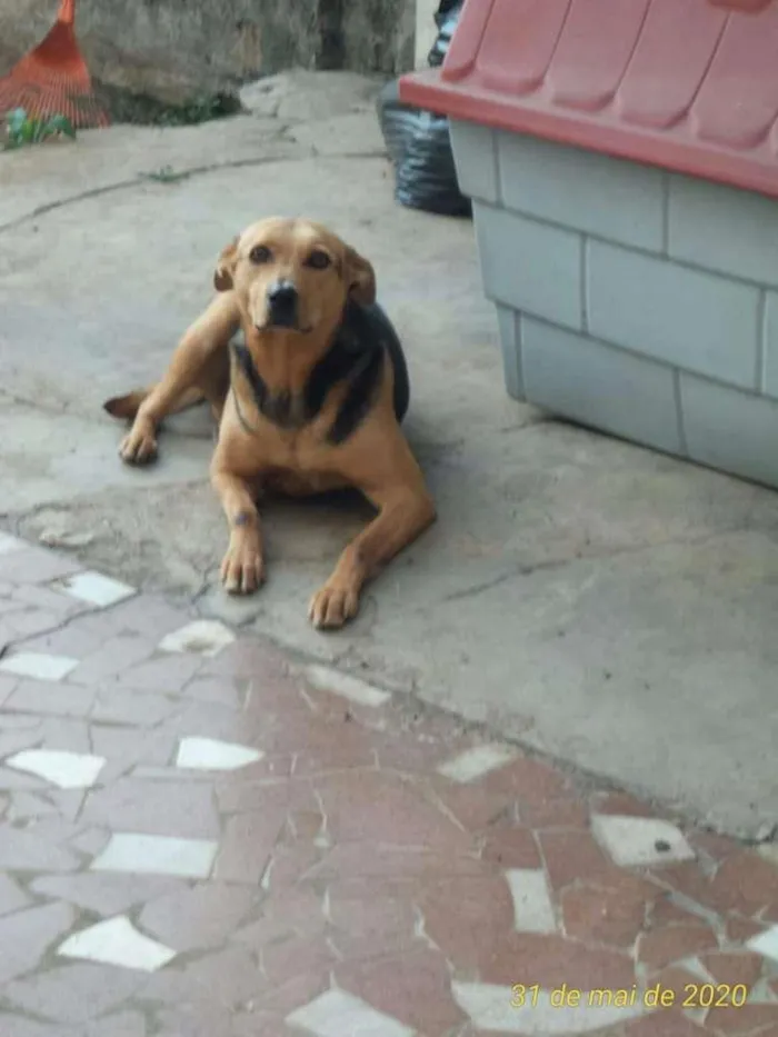 Cachorro ra a SRD-ViraLata idade 6 ou mais anos nome Mel