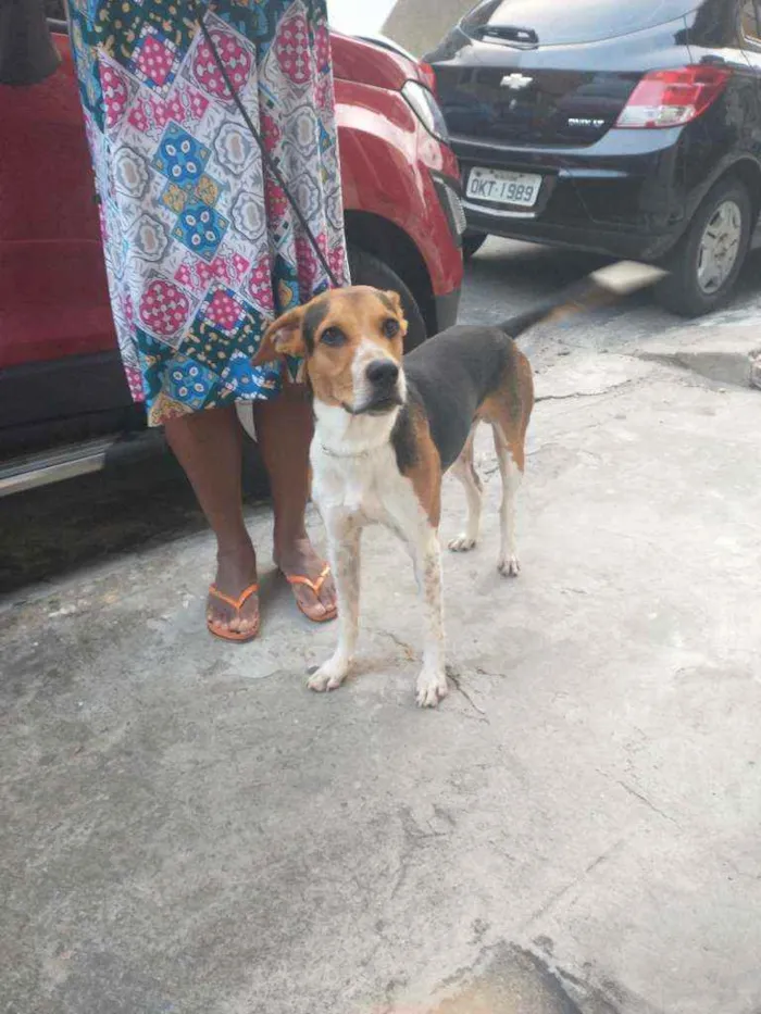 Cachorro ra a  idade 1 ano nome Alceu