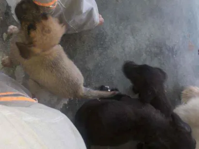 Cachorro raça Belga com filla idade Abaixo de 2 meses nome Sem nome