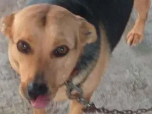 Cachorro raça SRD-ViraLata idade 6 ou mais anos nome Mel