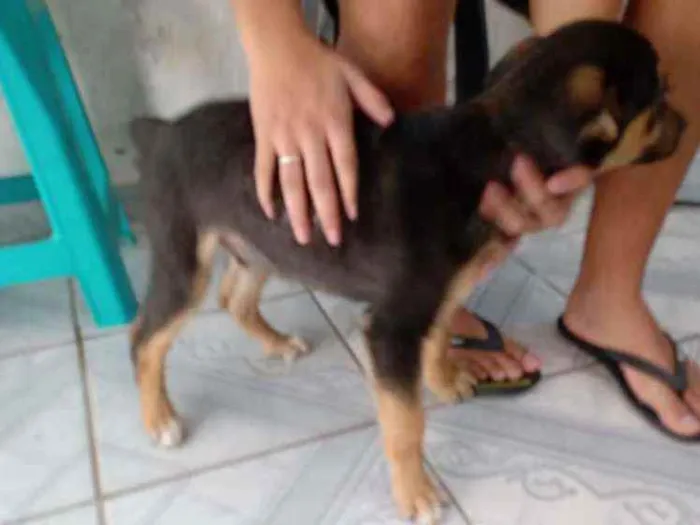 Cachorro ra a Mestiço idade 2 a 6 meses nome N tem nome