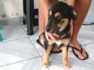 Cachorro raça Mestiço idade 2 a 6 meses nome N tem nome