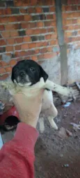 Não tem