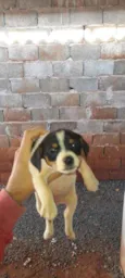 Não tem