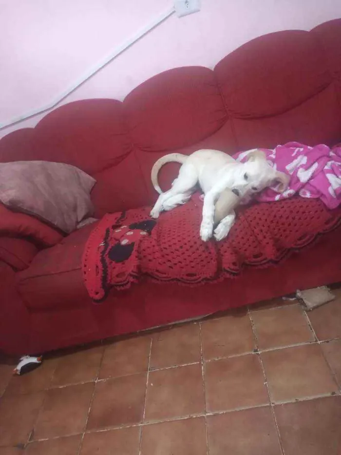Cachorro ra a vira lata idade 7 a 11 meses nome Mel
