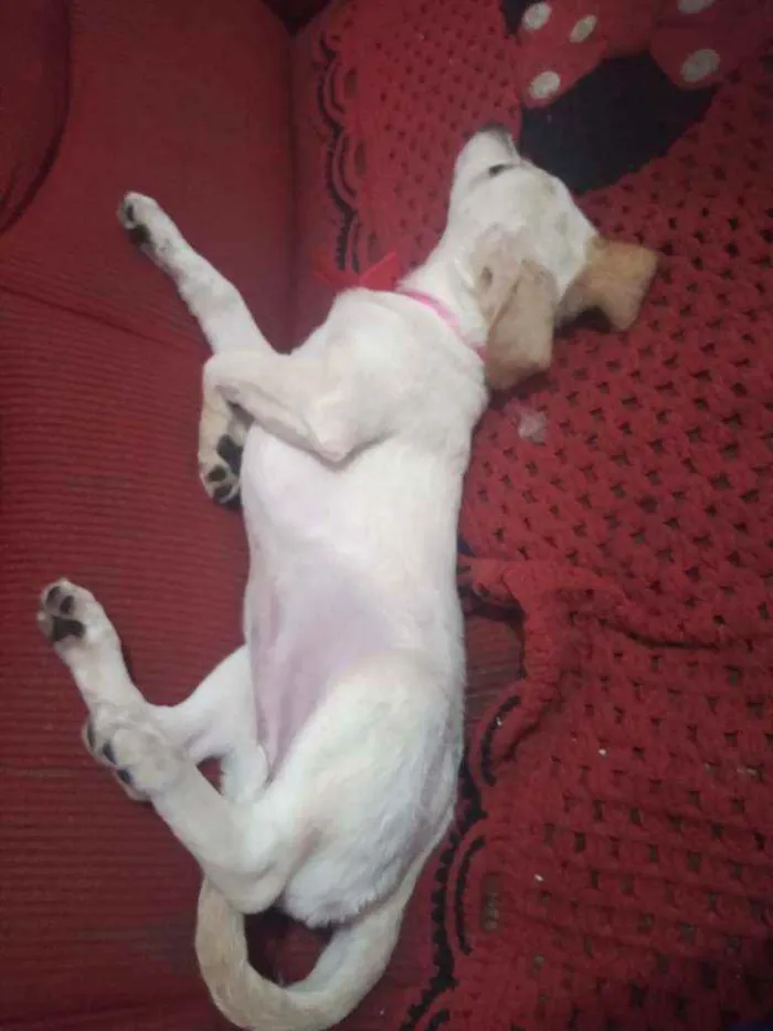 Cachorro ra a vira lata idade 7 a 11 meses nome Mel