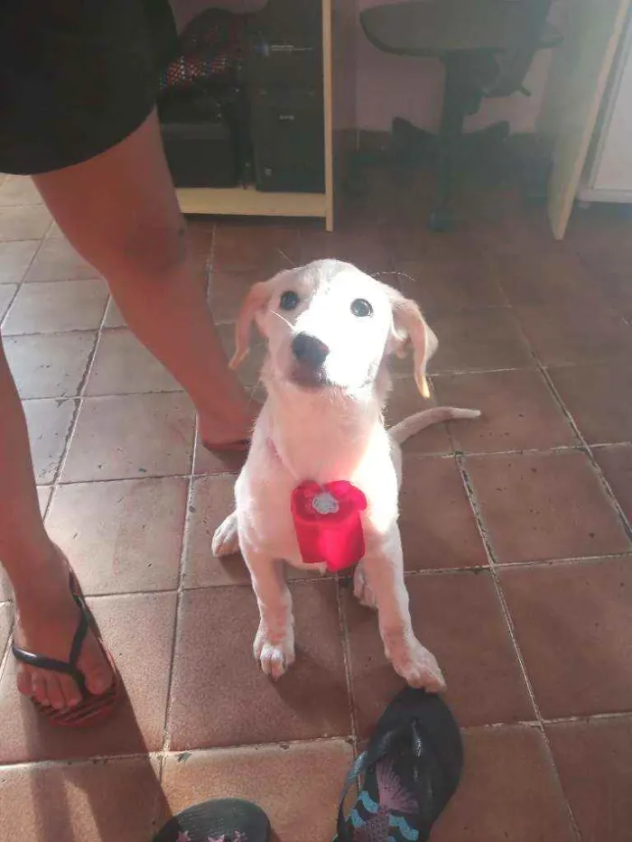 Cachorro ra a vira lata idade 7 a 11 meses nome Mel