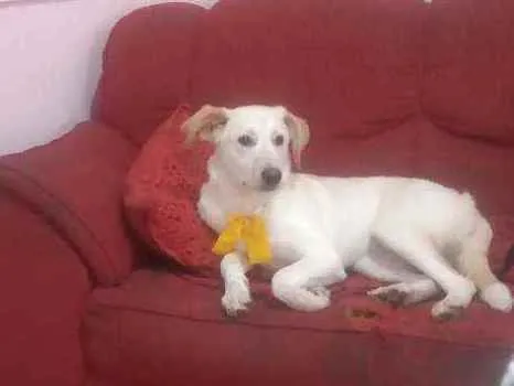 Cachorro ra a vira lata idade 7 a 11 meses nome Mel
