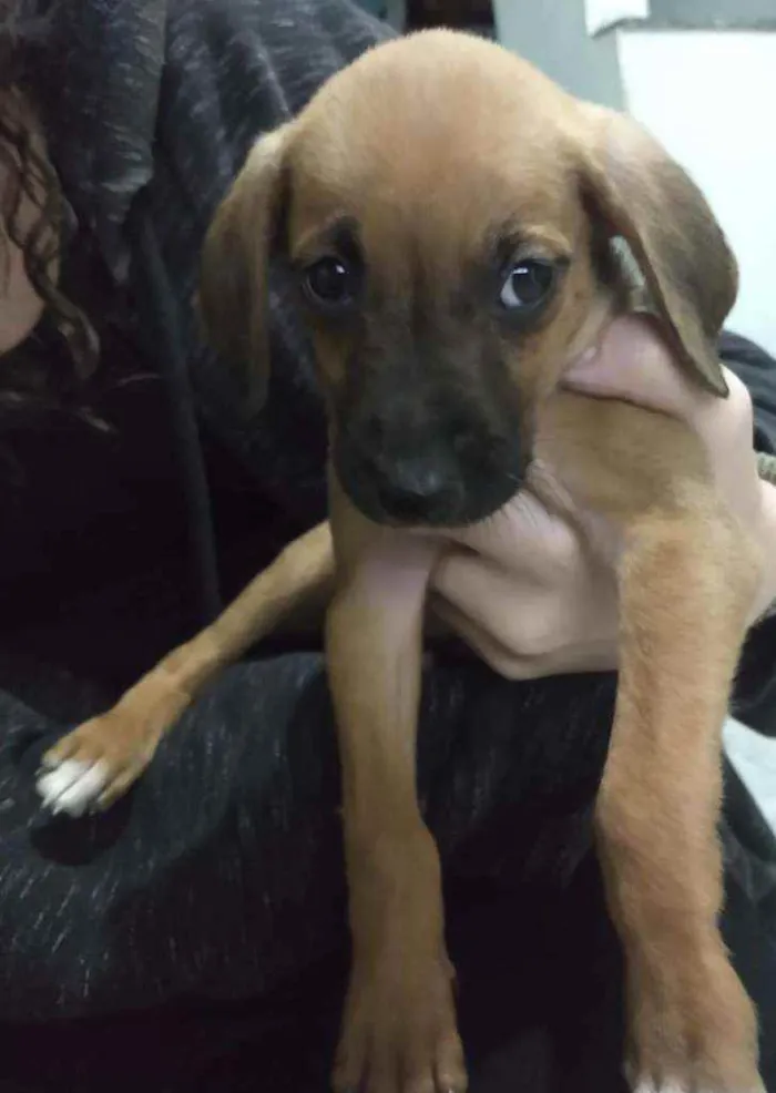 Cachorro ra a Não definida idade 2 a 6 meses nome Jujuba