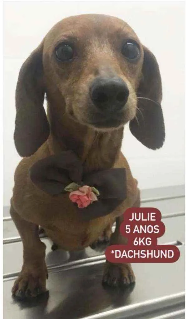 Cachorro raça Salsisha  idade 5 anos nome Julie 