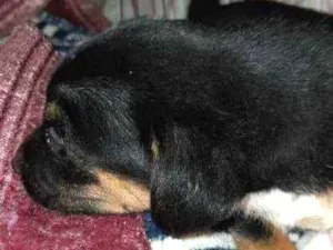 Cachorro raça Shitzu com vira-lata  idade Abaixo de 2 meses nome Não tem 