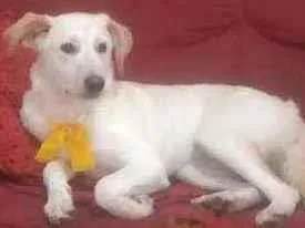 Cachorro ra a vira lata idade 7 a 11 meses nome Mel