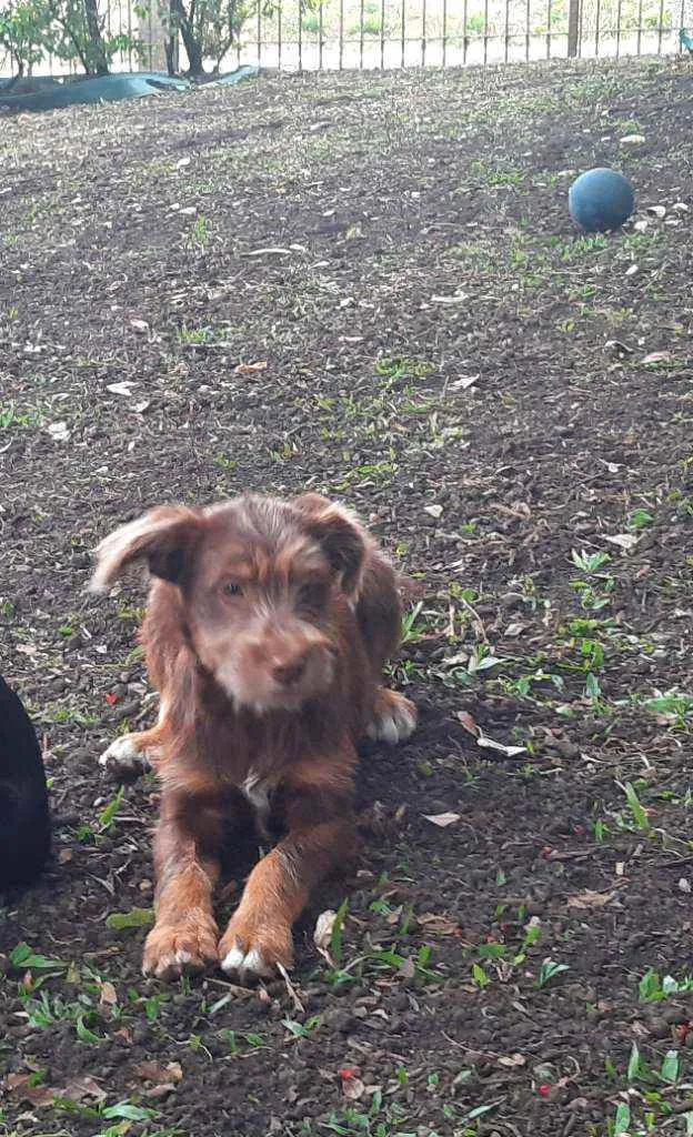 Cachorro ra a SRD - Estopinha idade 2 a 6 meses nome Bidu