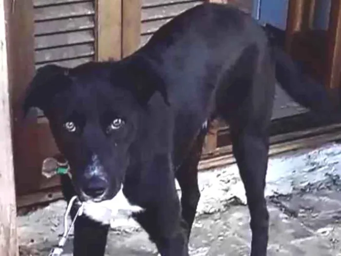 Cachorro raça  idade 1 ano nome Walle