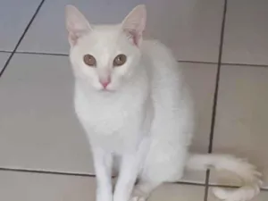 Gato raça SRD  idade 2 anos nome Milk