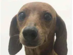 Cachorro raça Salsisha  idade 5 anos nome Julie 